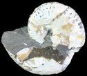 Iridescent Discoscaphites Ammonite - South Dakota #62609-1